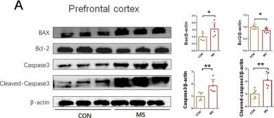 Fig.3.A showing Western Blotting in a Rattus norvegicus (Rat) sample from the publication: Capsaicin alleviates neuronal apoptosis and schizophrenia-like behavioral abnormalities induced by early life stress.