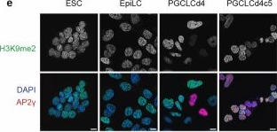 Fig.9.E showing Immunocytochemistry-immunofluorescence in a Mus musculus (House mouse) sample from the publication: Global reorganization of genome architecture at the transition to gametogenesis.