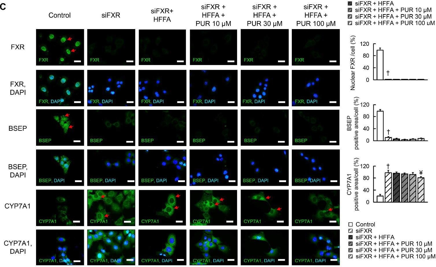 Fig.2.C showing Immunocytochemistry-immunofluorescence in a Mus musculus (House mouse) sample from the publication: Puerarin Modulates Hepatic Farnesoid X Receptor and Gut Microbiota in High-Fat Diet-Induced Obese Mice.