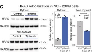 Fig.2.C showing Western Blotting in a Homo sapiens (Human) sample from the publication: Functional-proteomics-based investigation of the cellular response to farnesyltransferase inhibition in lung cancer.