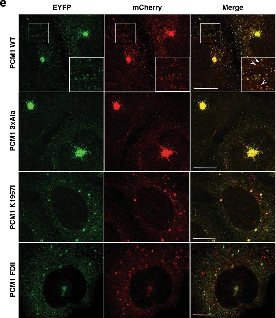 Fig.5.E showing Immunocytochemistry-immunofluorescence in a Homo sapiens (Human) sample from the publication: Molecular determinants regulating selective binding of autophagy adapters and receptors to ATG8 proteins.