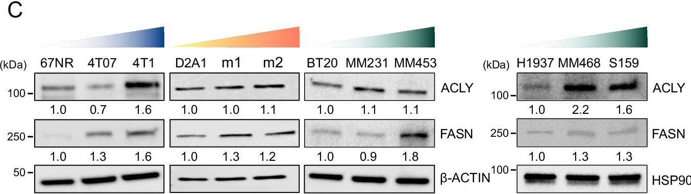 Fig.1.C showing Western Blotting from the publication: FADS1/2 control lipid metabolism and ferroptosis susceptibility in triple-negative breast cancer.