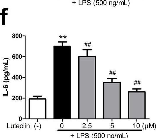 Fig.7.F showing Enzyme-linked immunosorbent assay from the publication: Exploring the mechanism of luteolin by regulating microglia polarization based on network pharmacology and in vitro experiments.