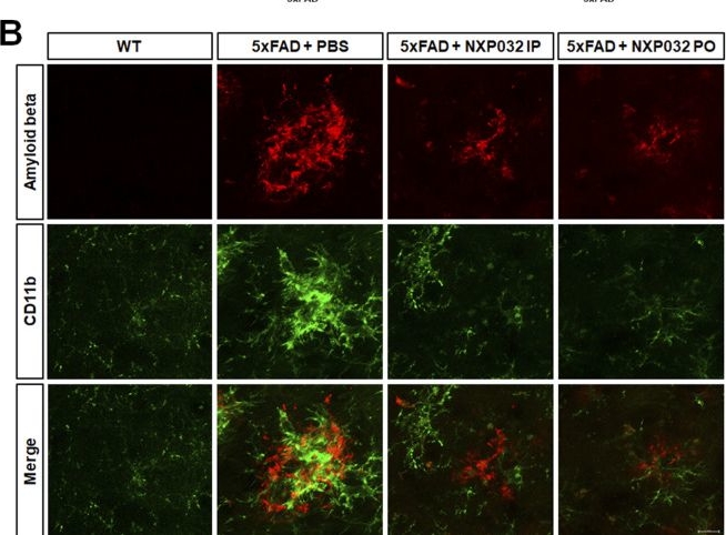 Fig.3.B showing Immunocytochemistry-immunofluorescence in a Mus musculus (House mouse) sample from the publication: The effect of oral administration of NXP032 equivalent to intraperitoneal administration in an Alzheimer's disease model.