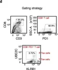 Fig.4.D showing Flow cytometry/Cell sorting from the publication: Proliferative exhausted CD8+ T cells exacerbate long-lasting anti-tumor effects in human papillomavirus-positive head and neck squamous cell carcinoma.