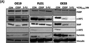c-IAP2 (58C7) Rabbit mAb | Cell Signaling Technology