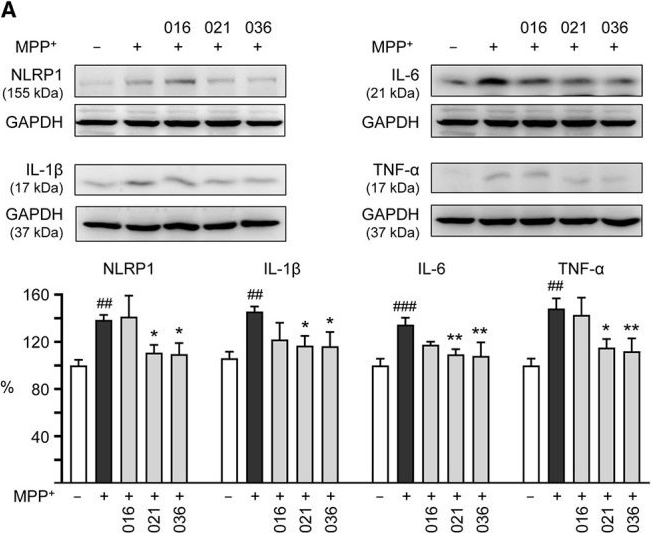 Fig.5.A showing Western Blotting in a Homo sapiens (Human) sample from the publication: Coumarin-chalcone derivatives as dual NLRP1 and NLRP3 inflammasome inhibitors targeting oxidative stress and inflammation in neurotoxin-induced HMC3 and BE(2)-M17 cell models of Parkinson's disease.