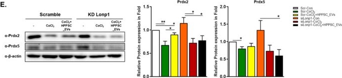 Fig.5.E showing Western Blotting from the publication: The Role of Extracellular Vesicles in Optic Nerve Injury: Neuroprotection and Mitochondrial Homeostasis.