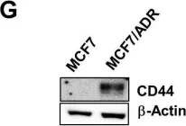 Fig.1.G showing Western Blotting in a Homo sapiens (Human) sample from the publication: Exostosin 1 regulates cancer cell stemness in doxorubicin-resistant breast cancer cells.