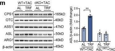 Fig.3.M showing Western Blotting from the publication: Cardiac Urea Cycle Activation by Time-Restricted Feeding Protects Against Pressure Overload-Induced Heart Failure.