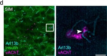 Fig.9.D showing Immunohistochemistry-immunofluorescence in a Mus musculus (House mouse) sample from the publication: Structure, interaction and nervous connectivity of beta cell primary cilia.