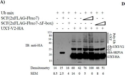 Fig.1.A showing Western Blotting from the publication: The E3 ubiquitin ligase SCF(Fbxo7) mediates proteasomal degradation of UXT isoform 2 (UXT-V2) to inhibit the NF-κB signaling pathway.
