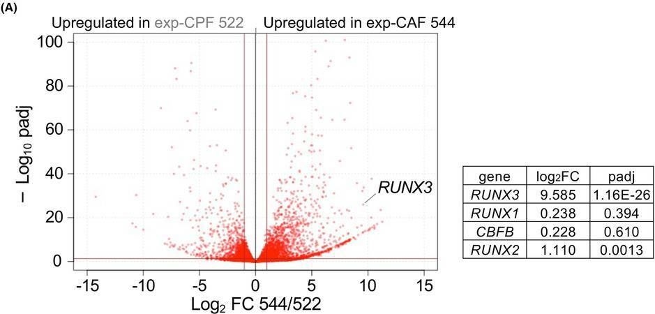 Fig.1.A showing Flow cytometry/Cell sorting in a Homo sapiens (Human) sample from the publication: Increased RUNX3 expression mediates tumor-promoting ability of human breast cancer-associated fibroblasts.