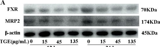 Fig.7.A showing Western Blotting from the publication: Tripterygium Glycosides Extract-Induced Hepatic Cholestasis: A Mechanistic Study Using a Microfluidic Liver-on-a-Chip System.