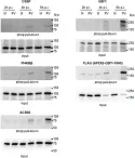 Fig.2.C showing Western Blotting from the publication: A Proximity biotinylation assay with a host protein bait reveals multiple factors modulating enterovirus replication.