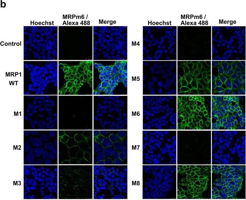 Fig.1.B showing Immunocytochemistry-immunofluorescence from the publication: Molecular analysis of the massive GSH transport mechanism mediated by the human Multidrug Resistant Protein 1/ABCC1.