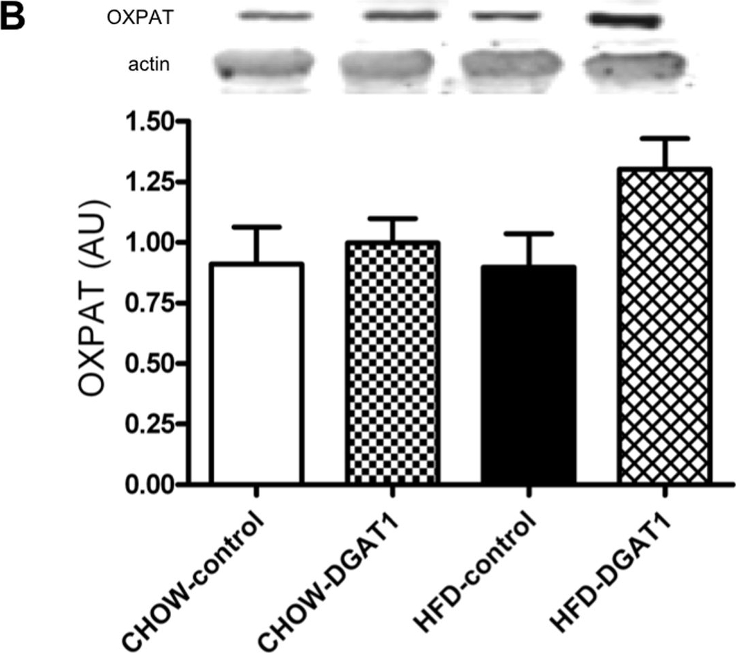 Paradoxical increase in TAG and DAG content parallel the insulin sensitizing effect of unilateral DGAT1 overexpression in rat skeletal muscle.