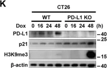 Fig.2.K showing Western Blotting from the publication: STING mediates nuclear PD-L1 targeting-induced senescence in cancer cells.