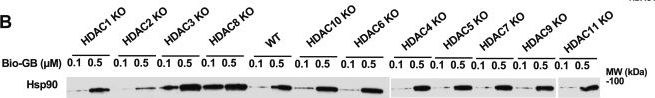 Fig.1.B showing Western Blotting from the publication: Integrating deep learning for post-translational modifications crosstalk on Hsp90 and drug binding.