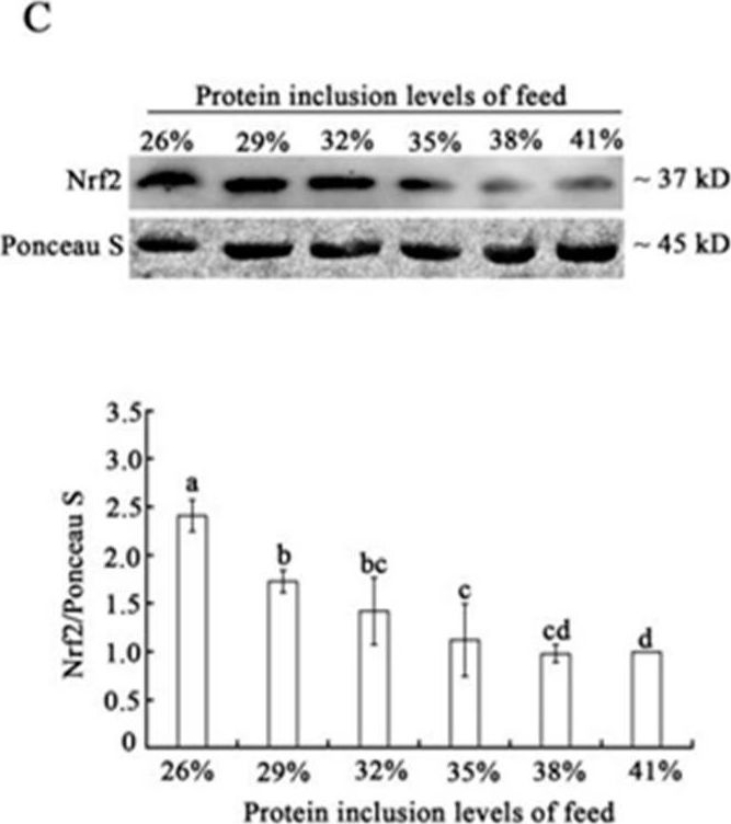 Fig.4.C showing Western Blotting from the publication: Intervention of Dietary Protein Levels on Muscle Quality, Antioxidation, and Autophagy in the Muscles of Triploid Crucian Carp (Carassius carassius Triploid).