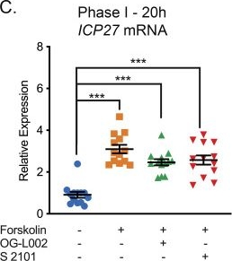 Fig.3.C from the publication: Neuronal hyperexcitability is a DLK-dependent trigger of herpes simplex virus reactivation that can be induced by IL-1.