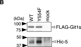 Fig.1.B showing Western Blotting in a Homo sapiens (Human) sample from the publication: Specific dephosphorylation at tyr-554 of git1 by ptprz promotes its association with paxillin and hic-5.
