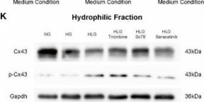 Phospho-Connexin 43 (Ser368) (D6W8P) Rabbit Monoclonal Antibody