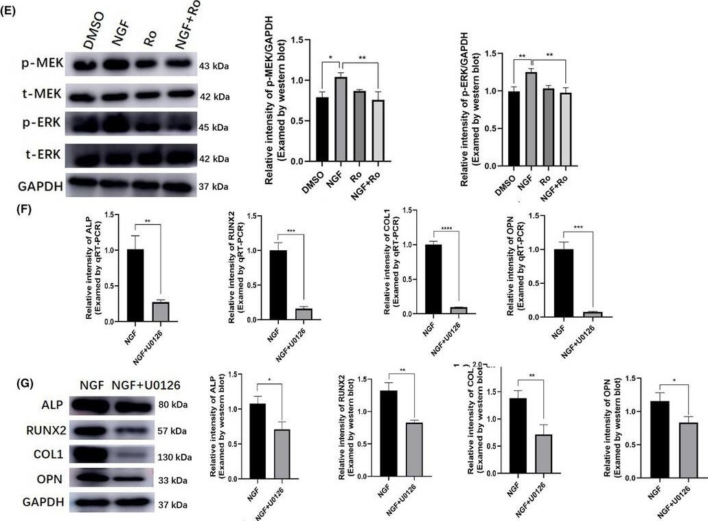 Fig.4.E showing Western Blotting from the publication: Nerve growth factor promote osteogenic differentiation of dental pulp stem cells through MEK/ERK signalling pathways.