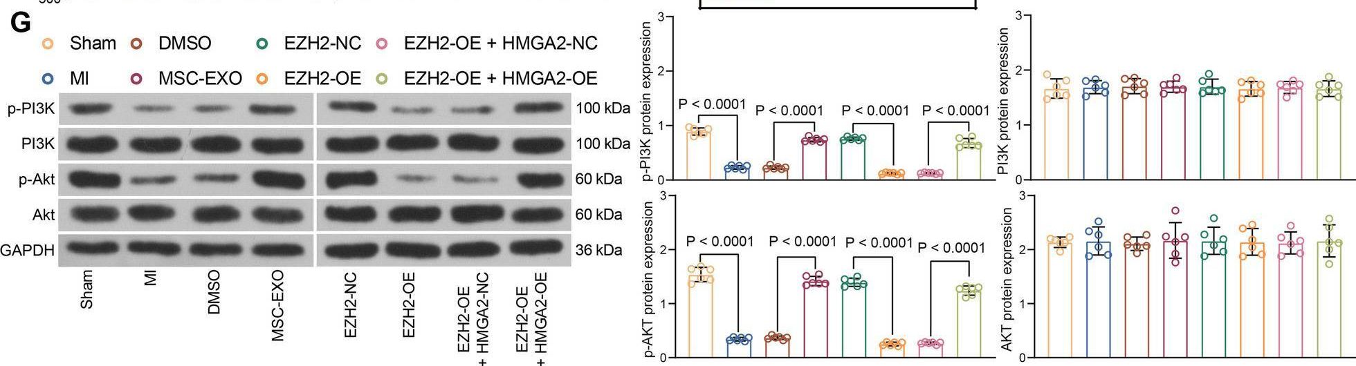 Fig.6.G showing Western Blotting in a Rattus norvegicus (Rat) sample from the publication: EZH2 mitigates the cardioprotective effects of mesenchymal stem cell-secreted exosomes against infarction via HMGA2-mediated PI3K/AKT signaling.