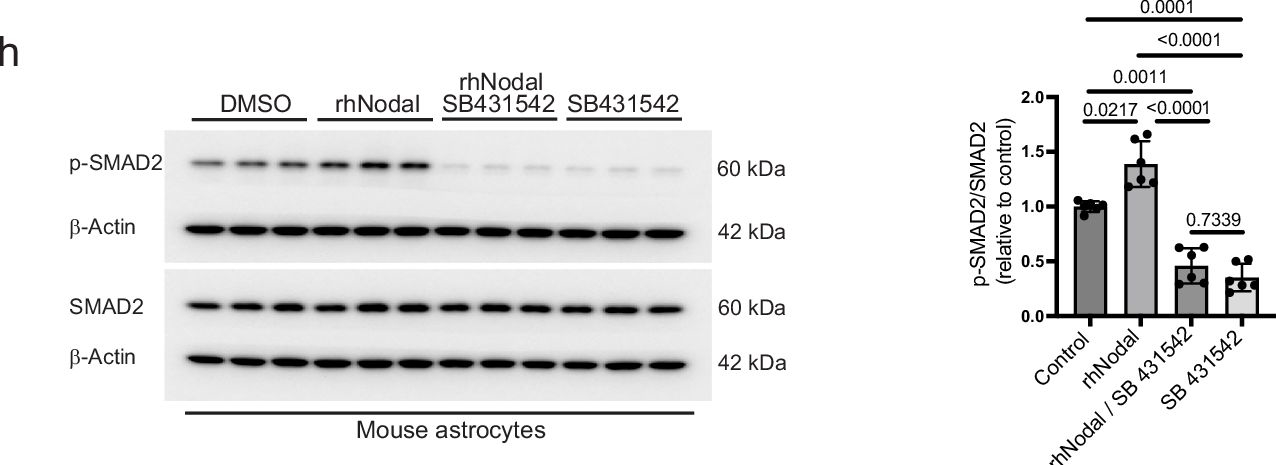 Fig.5.H showing Western Blotting in a Mus musculus (House mouse) sample from the publication: Pericytes are organ-specific regulators of tissue morphogenesis.