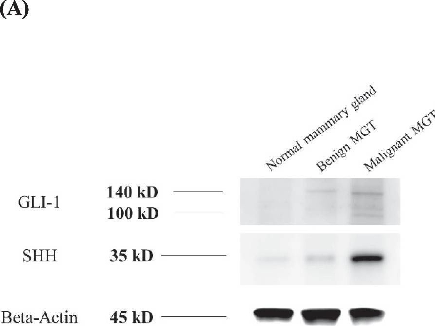 Fig.1.A showing Western Blotting from the publication: Usability of serum hedgehog signalling proteins as biomarkers in canine mammary carcinomas.