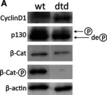 Fig.1.A showing Western Blotting in a Mus musculus (House mouse) sample from the publication: Altered signaling in the G1 phase deregulates chondrocyte growth in a mouse model with proteoglycan undersulfation.
