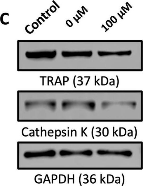 ACP5 antibodies - Antibody search engine - CiteAb
