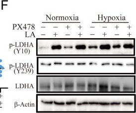 Fig.8.F showing Western Blotting from the publication: Trophoblast-derived Lactic Acid Orchestrates Decidual Macrophage Differentiation via SRC/LDHA Signaling in Early Pregnancy.