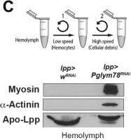 Fig.9.C showing Western Blotting from the publication: Fat body glycolysis defects inhibit mTOR and promote distant muscle disorganization through TNF-α/egr and ImpL2 signaling in Drosophila larvae.