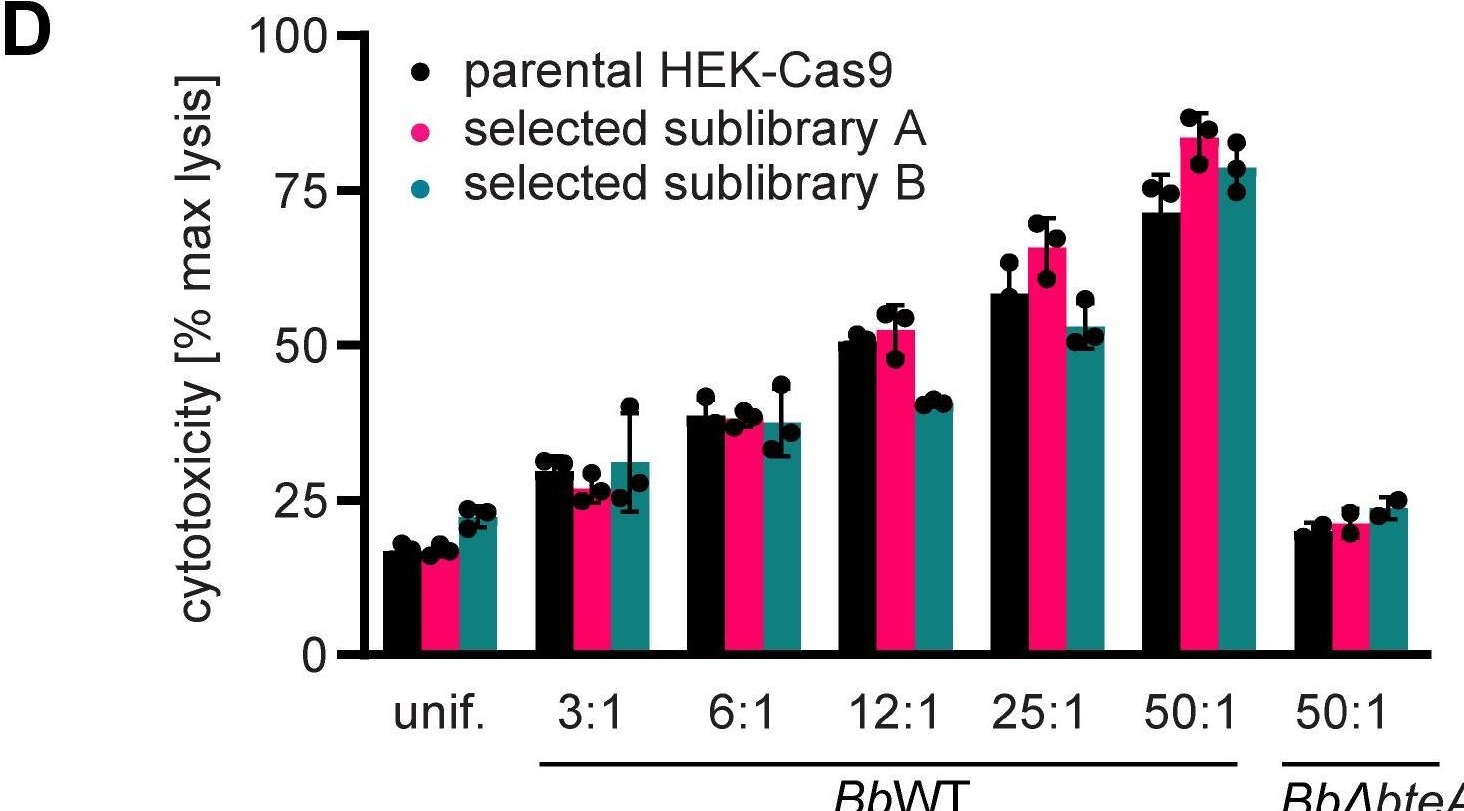 Fig.2.D from the publication: The Bordetella effector protein BteA induces host cell death by disruption of calcium homeostasis.