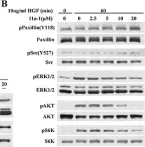 Fig.5.B showing Western Blotting from the publication: SHP2 phosphatase as a novel therapeutic target for melanoma treatment.