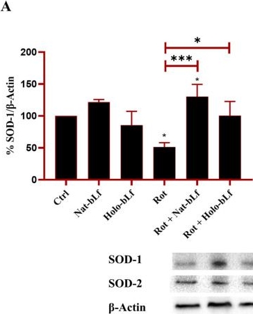 Fig.5.A showing Western Blotting from the publication: Exploring the Multifaceted Neuroprotective Mechanisms of Bovine Lactoferrin in a Cell Culture Model of Parkinson's Disease.