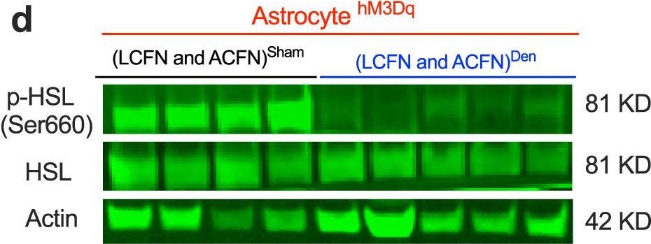 Fig.6.D showing Western Blotting in a Mus musculus (House mouse) sample from the publication: Deconstruction of a hypothalamic astrocyte-white adipocyte sympathetic axis that regulates lipolysis in mice.