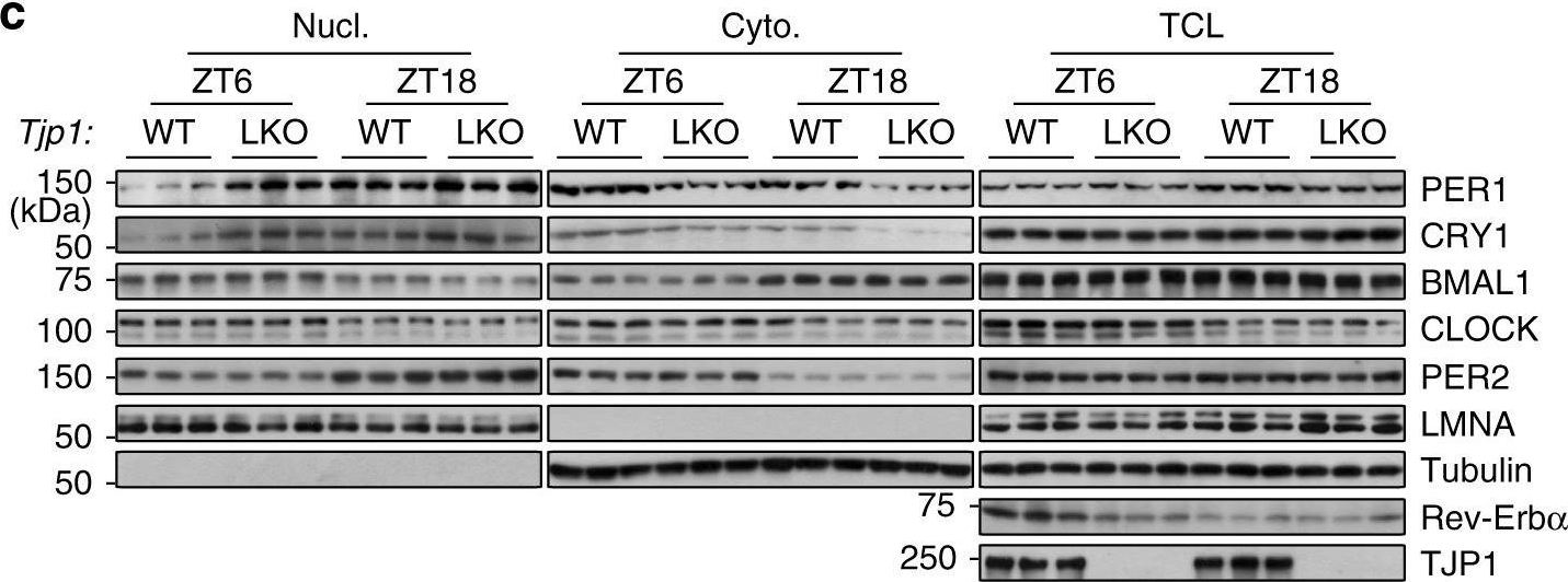 Fig.1.C showing Western Blotting in a Mus musculus (House mouse) sample from the publication: The tight junction protein TJP1 regulates the feeding-modulated hepatic circadian clock.