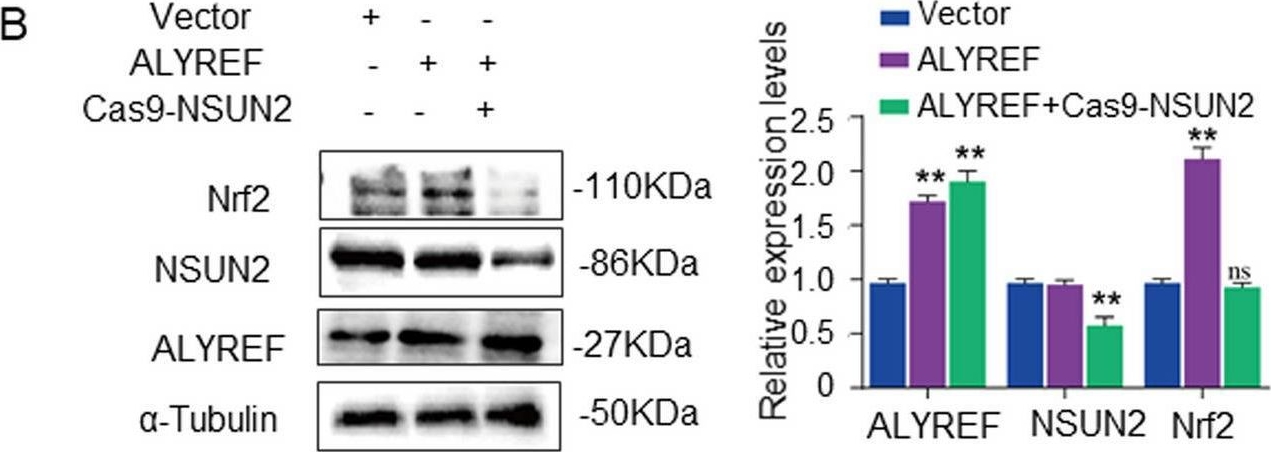 Fig.6.B showing Western Blotting from the publication: NSUN2 relies on ALYREF to regulate Nrf2-mediated oxidative stress and alleviate Dox-induced liver injury.