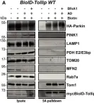 Fig.3.A showing Western Blotting from the publication: Tollip coordinates Parkin-dependent trafficking of mitochondrial-derived vesicles.