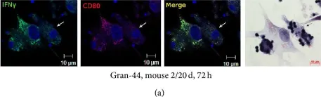 Fig.6.A showing Immunocytochemistry-immunofluorescence in a Mus musculus (House mouse) sample from the publication: Differences between Mycobacterium-Host Cell Relationships in Latent Tuberculous Infection of Mice Ex Vivo and Mycobacterial Infection of Mouse Cells In Vitro.
