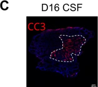 Fig.8.C showing Immunohistochemistry-immunofluorescence from the publication: Steroidogenesis and androgen/estrogen signaling pathways are altered in in vitro matured testicular tissues of prepubertal mice.