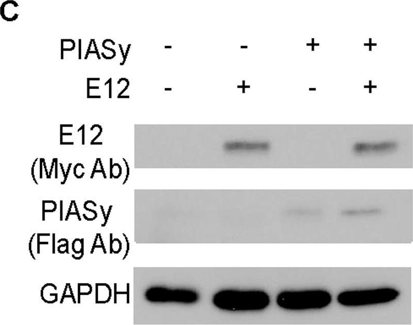 Fig.2.C showing Western Blotting in a Mus musculus (House mouse) sample from the publication: Protein inhibitor of activated STAT, PIASy regulates α-smooth muscle actin expression by interacting with E12 in mesangial cells.