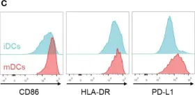 Fig.4.C showing Flow cytometry/Cell sorting from the publication: Dendritic cell phenotype and function in a 3D co-culture model of patient-derived metastatic colorectal cancer organoids.