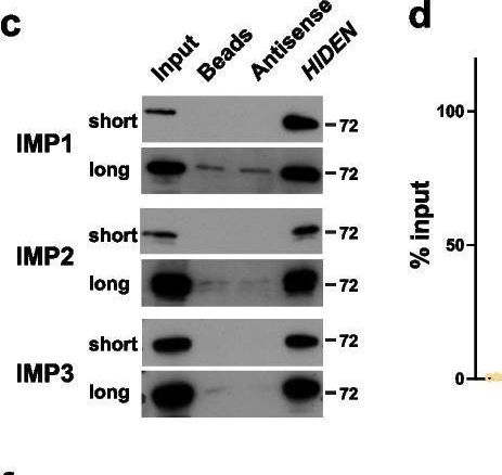 Fig.3.C showing Western Blotting in a Homo sapiens (Human) sample from the publication: A desert lncRNA HIDEN regulates human endoderm differentiation via interacting with IMP1 and stabilizing FZD5 mRNA.