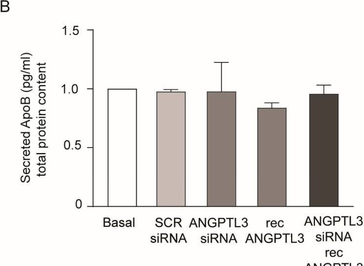 Fig.3.B showing Enzyme-linked immunosorbent assay from the publication: Gene Silencing of Angiopoietin-like 3 (ANGPTL3) Induced De Novo Lipogenesis and Lipid Accumulation in Huh7 Cell Line.