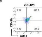 Fig.2.D showing Flow cytometry/Cell sorting in a Homo sapiens (Human) sample from the publication: Chemically Defined, Efficient Megakaryocyte Production from Human Pluripotent Stem Cells.