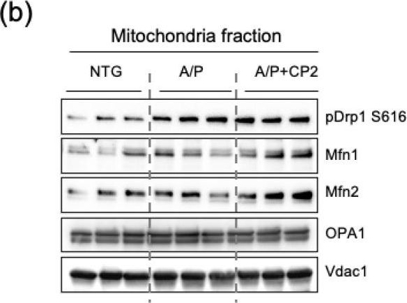 Fig.5.B showing Western Blotting in a Mus musculus (House mouse) sample from the publication: Partial Inhibition of Complex I Restores Mitochondrial Morphology and Mitochondria-ER Communication in Hippocampus of APP/PS1 Mice.